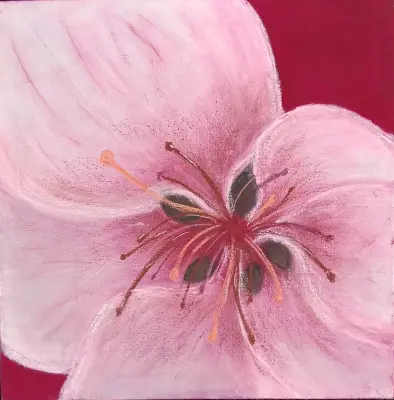 NĚŽNÁ REBÉLIE detail květu jabloně